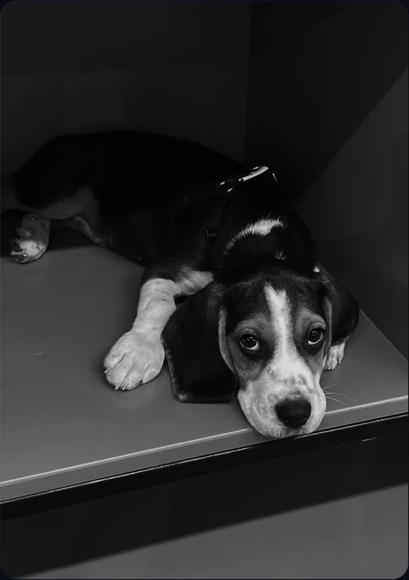Poki, Office dog